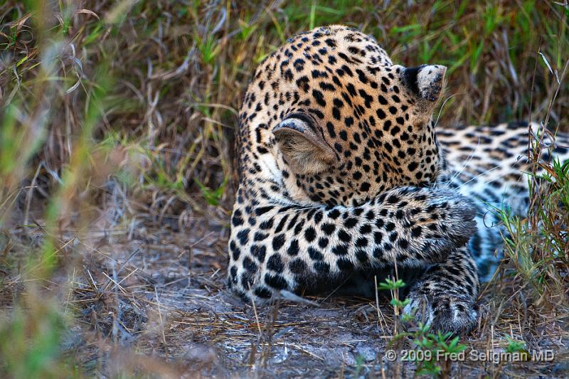 20090615_100134 D300 (2) X1.jpg - Leopard in Okavanga Delta, Botswana
